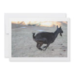 Black alpine goat doe running away to right invites