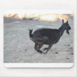 Black alpine goat doe running away to right use pads