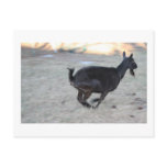 Black alpine goat doe running away to right post cards