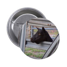 Black alpine goat doe waiting at metal gate
