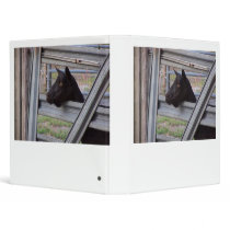Black alpine goat doe waiting at metal gate binder