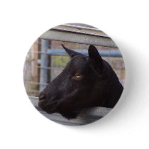 Black alpine goat doe waiting at metal gate