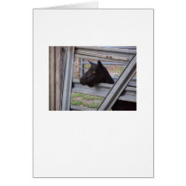 Black alpine goat doe waiting at metal gate card