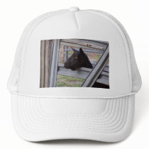 Black alpine goat doe waiting at metal gate hats