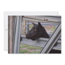 Black alpine goat doe waiting at metal gate invitations