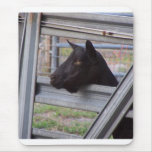 Black alpine goat doe waiting at metal gate mousepad