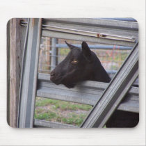Black alpine goat doe waiting at metal gate mouse pad