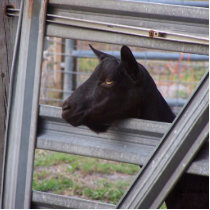 Black alpine goat doe waiting at metal gate photo cut out