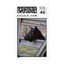 Black alpine goat doe waiting at metal gate stamp