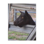 Black alpine goat doe waiting at metal gate post cards