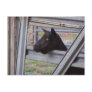 Black alpine goat doe waiting at metal gate postcard