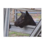 Black alpine goat doe waiting at metal gate post card