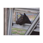 Black alpine goat doe waiting at metal gate post card