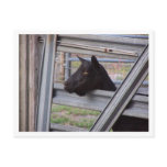 Black alpine goat doe waiting at metal gate postcards