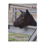 Black alpine goat doe waiting at metal gate postcard