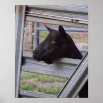 Black alpine goat doe waiting at metal gate poster