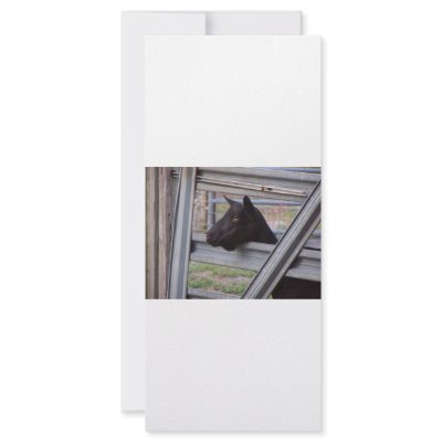 Black alpine goat doe waiting at metal gate rack card by SusansZooCrew