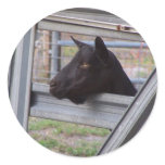 Black alpine goat doe waiting at metal gate round sticker