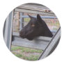 Black alpine goat doe waiting at metal gate round sticker