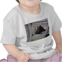 Black alpine goat doe waiting at metal gate tee shirt