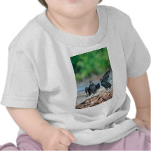 Black American vultures Panama coast T Shirts