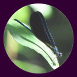 Black and Blue Damselfly Sticker stickers