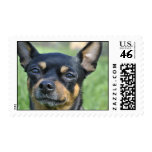 Black and Brown Chihuahua  Postage Stamp