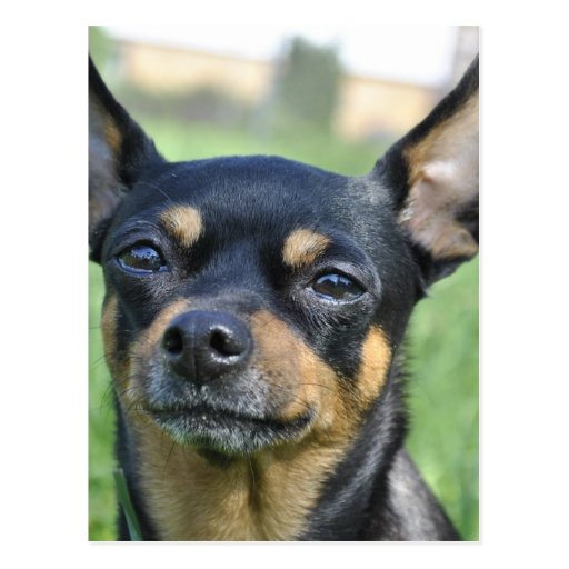 Black and Brown Chihuahua Postcard | Zazzle