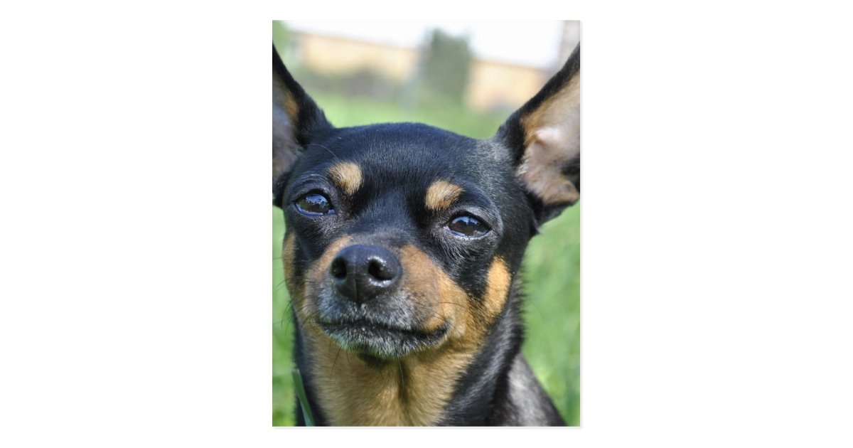 Black and Brown Chihuahua Postcard | Zazzle