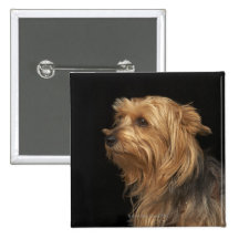 Black and brown Yorkie left profile on black Pinback Buttons