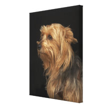 Black and brown Yorkie left profile on black Gallery Wrapped Canvas