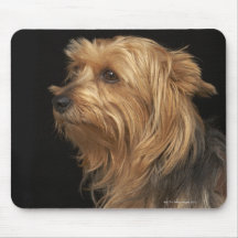 Black and brown Yorkie left profile on black Mousepad