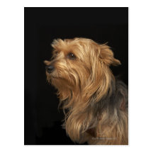 Black and brown Yorkie left profile on black Postcard