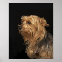 Black and brown Yorkie left profile on black Print