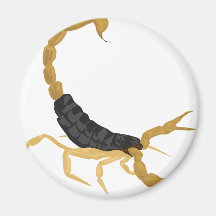 Black and Gold Scorpion Refrigerator Magnets