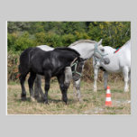 Black and grey Percheron foal in France postcards