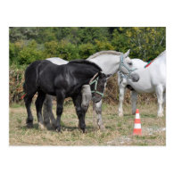 Black and grey Percheron foal in France Postcards