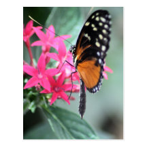Black and Orange Butterfly Postcards