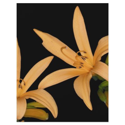 Black and Orange Lilly Flyers by bens555