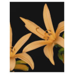 Black and Orange Lilly flyers