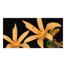 Black and Orange Lilly photo cards