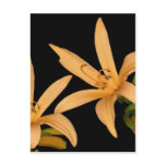Black and Orange Lilly Postcards