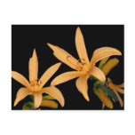 Black and Orange Lilly Post Card
