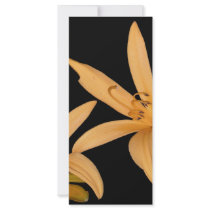Black and Orange Lilly rack cards