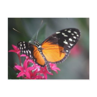 Black and Orange Spotted Butterfly 2 postcard