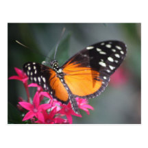 Black and Orange Spotted Butterfly 2 Postcard