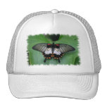Black and Pink Swallowtail Butterfly  Baseball Hat