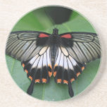 Black and Pink Swallowtail Butterfly Coaster