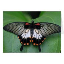 Black and Pink Swallowtail Butterfly Greeting Card