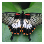 Black and Pink Swallowtail Butterfly Invitations
